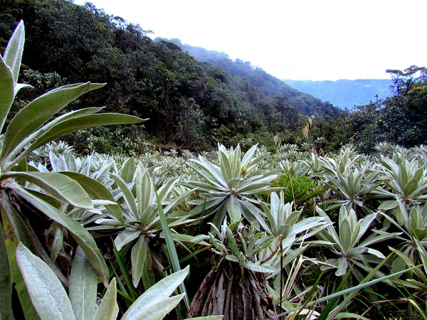 Páramo Miraflores