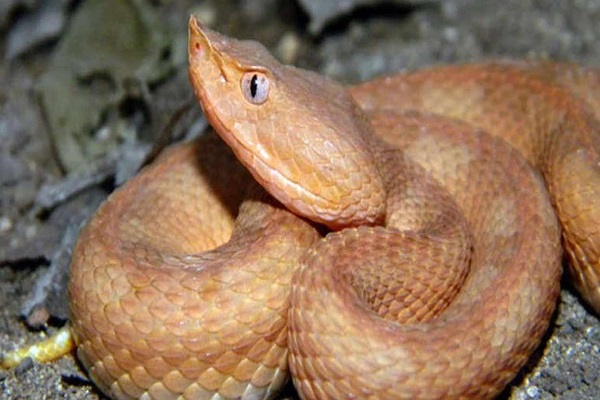 Serpiente Caquetá