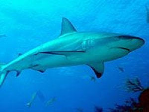 Shark Amazonas
