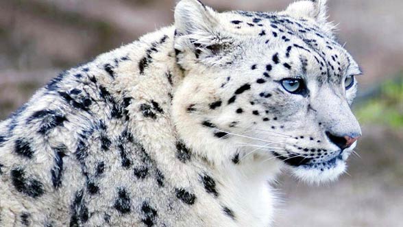 Snow leopard 4