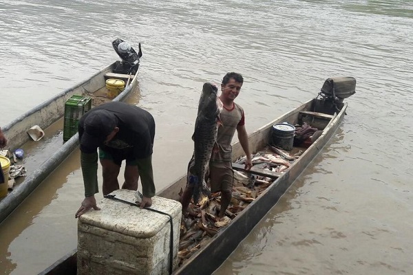 Subienda de peces