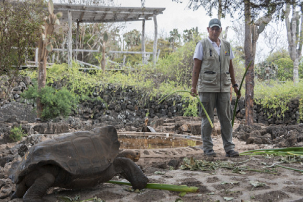 TOrtu