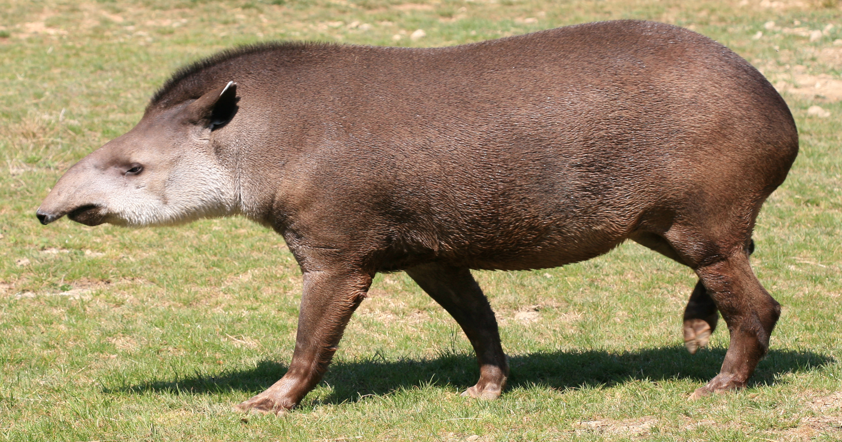 Tapirus terrestris 1 by JM Rosier