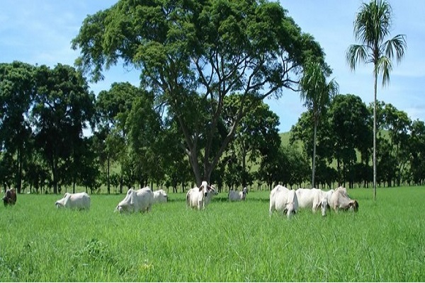 Terrenos sucre