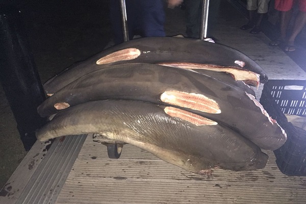 Tiburones600
