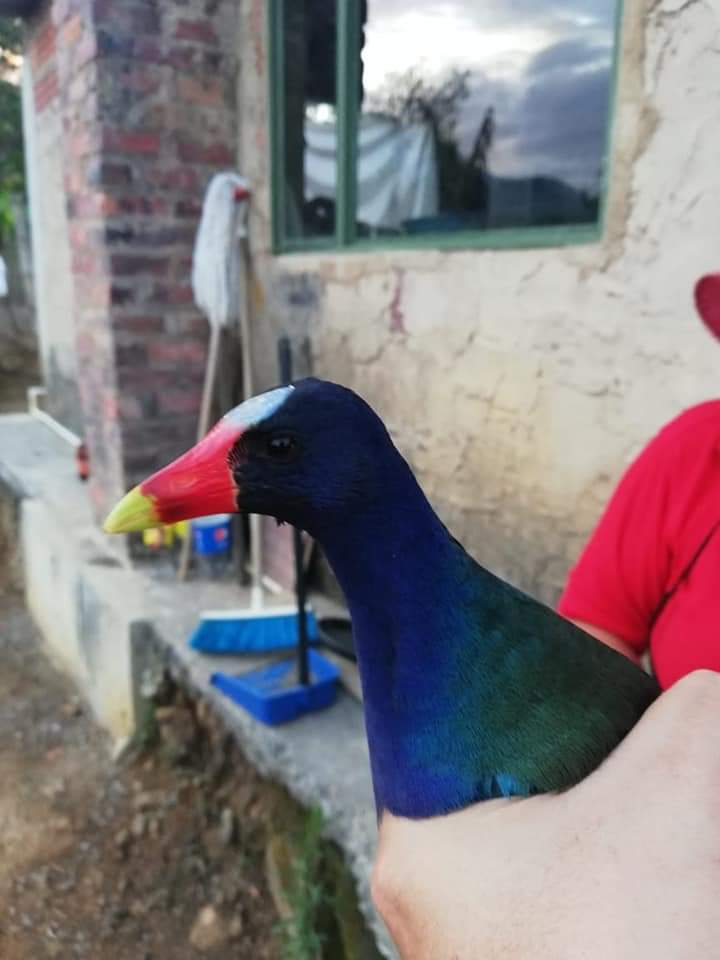 Tingua Azul Moniquira
