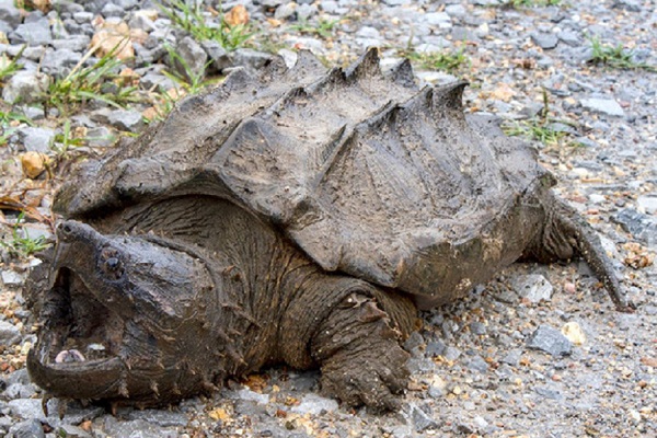 Tortuga Caiman