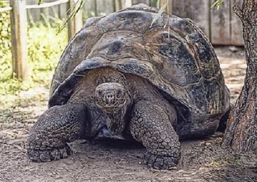 Tortugas Galápagos1