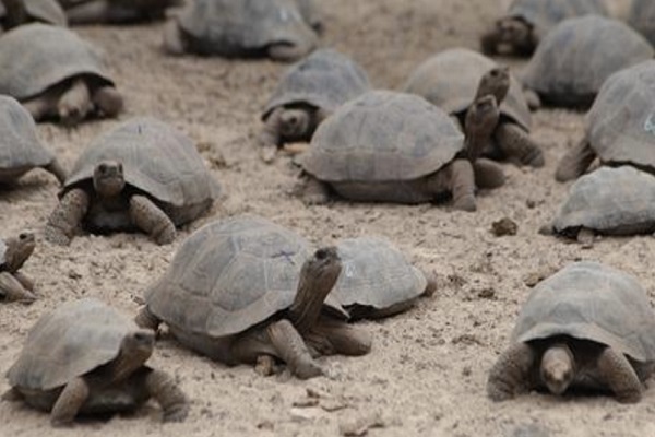 Tortugas Galápagos2