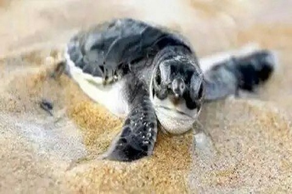 Tortugg