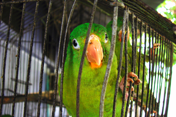 Tráfico fauna en frontera