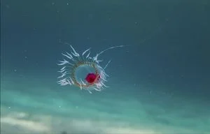 Turritopsis dohrnii