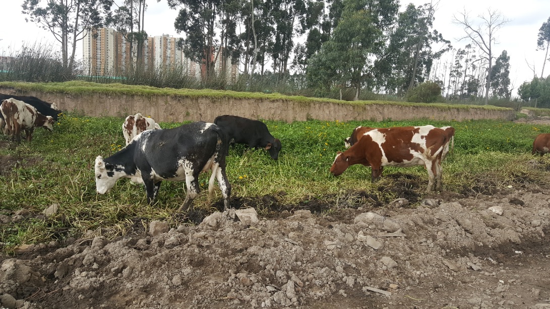 Vacas Río Bogotá