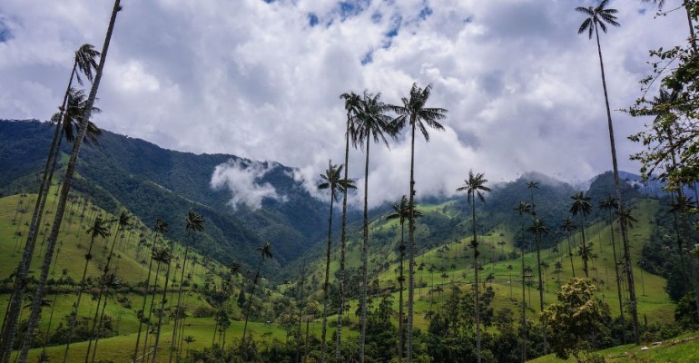 Valle de Cocora 