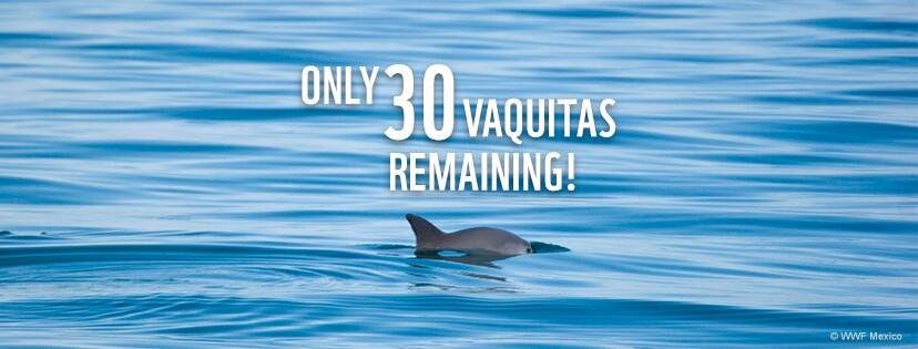 Vaquitas WWF