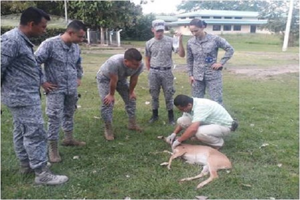 Venado en CACOM 1