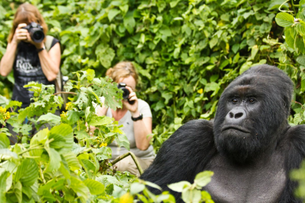 Virunga 1 ok