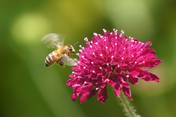 abejas 600 flickr