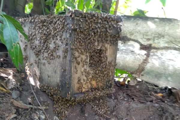 abejas mariquita 600