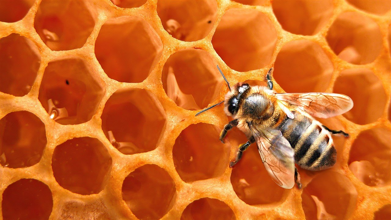 abejas miel
