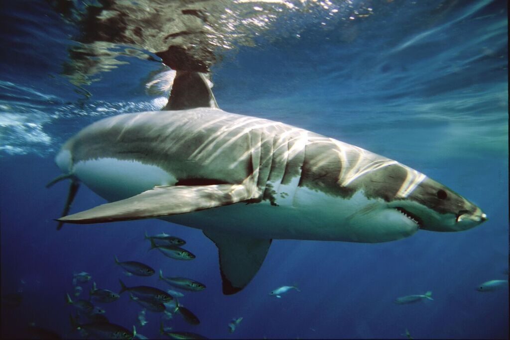 aleta caudal del tiburon blanco