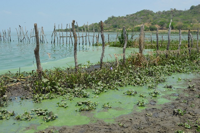 algasguajaro