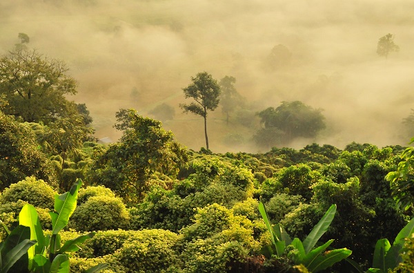 amazonas carbono