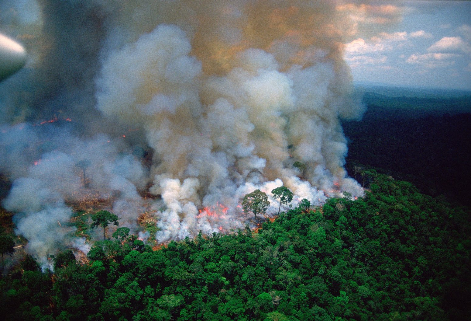 amazoniaarde