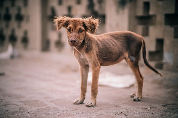 animal brown canine pexels600