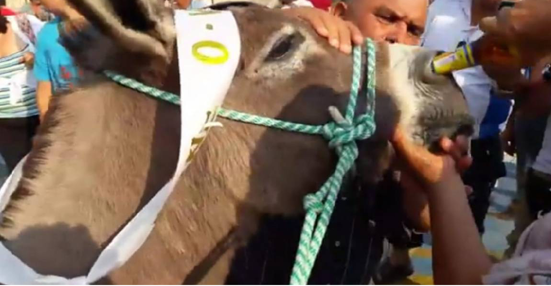 Repudio por carrera de burros en la que al ganador le obligan a beber  cerveza por la nariz