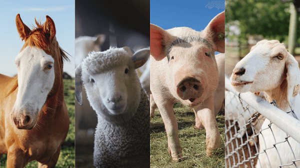 animales de granja