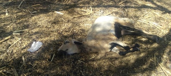 animales muertos
