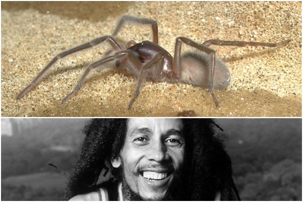 araña bob 1