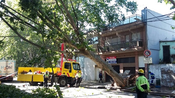arbol riesgo bogota