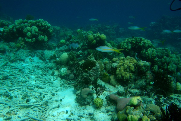 arrecifesanandres