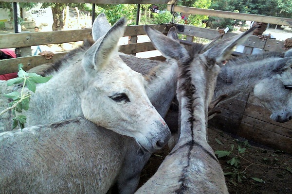 ataques a burros