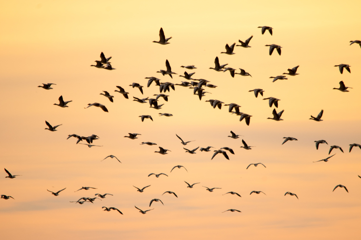 aves migratorias 2 ok