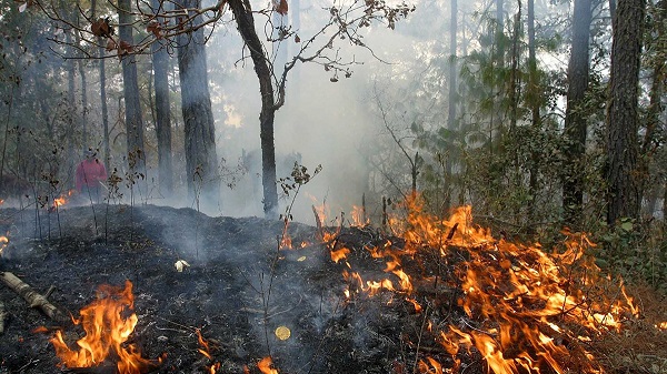 bacterias incendios