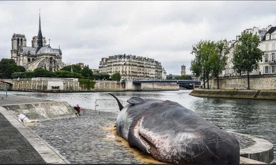 ballena 2