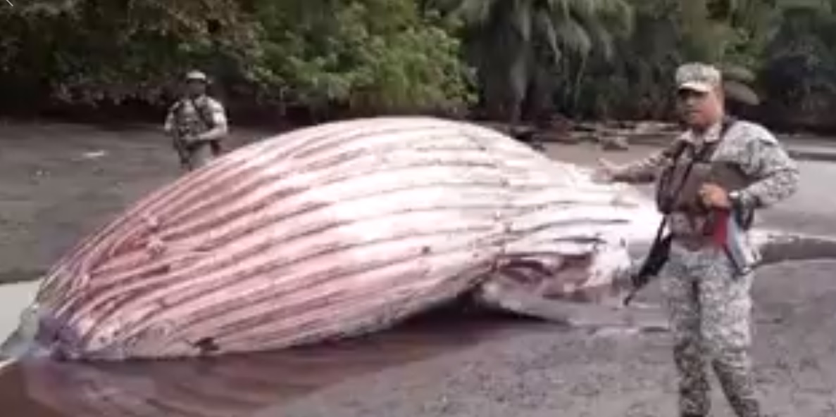 ballenato pacifico