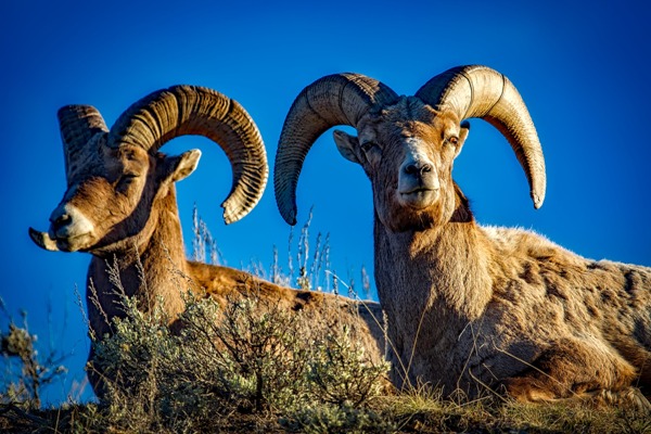bighorn 600