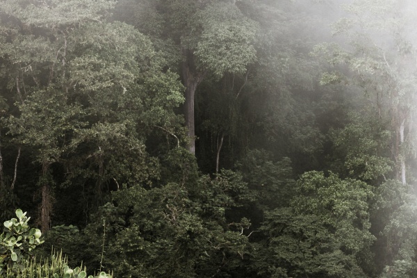 bosque 600 maderable