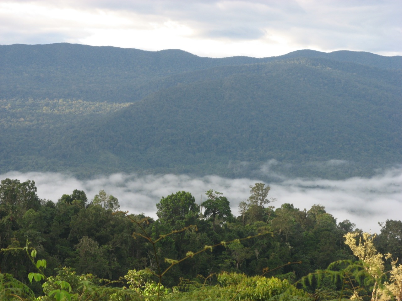 bosque galilea