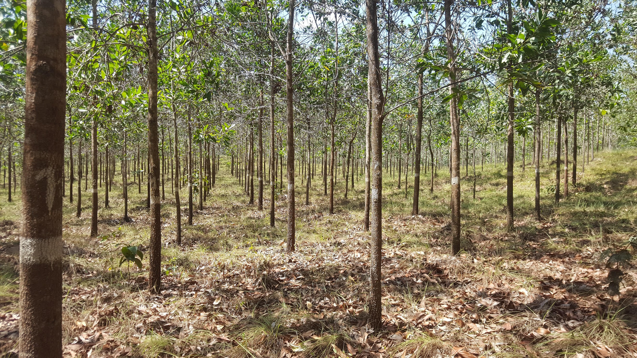 bosque meta