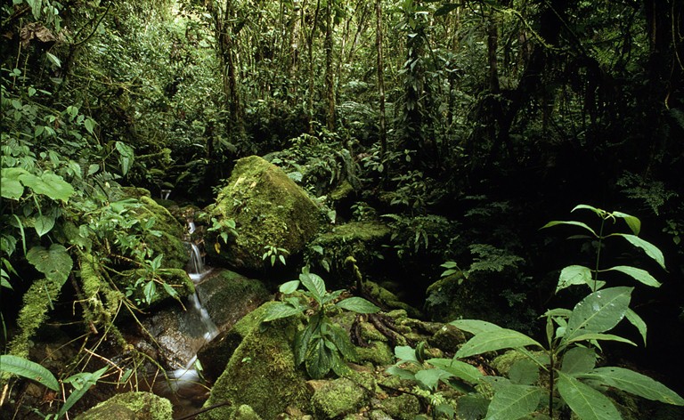 bosques web 32438 copy andre bartschi wwf canon