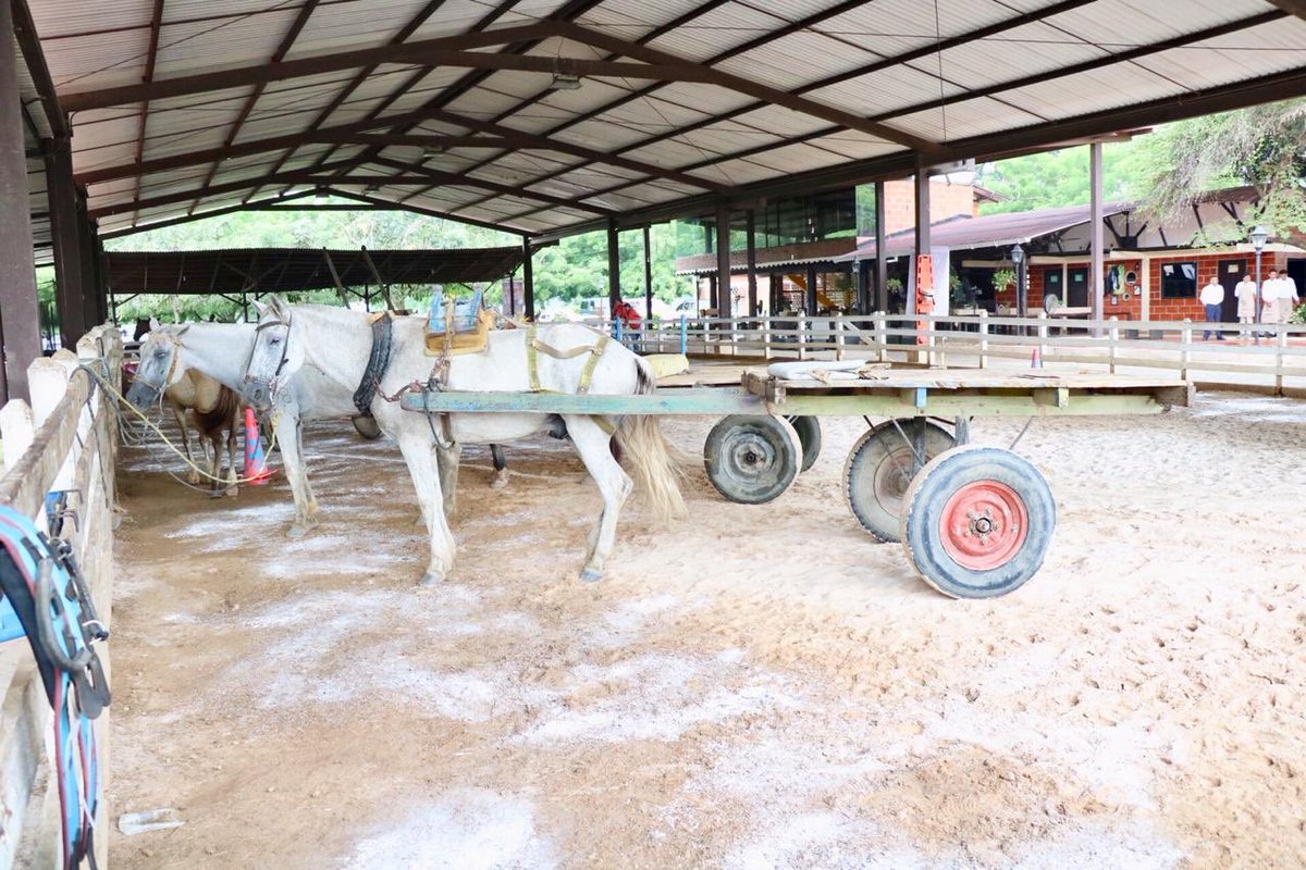 caballo1junio