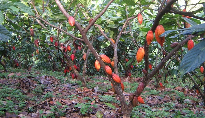 cacao