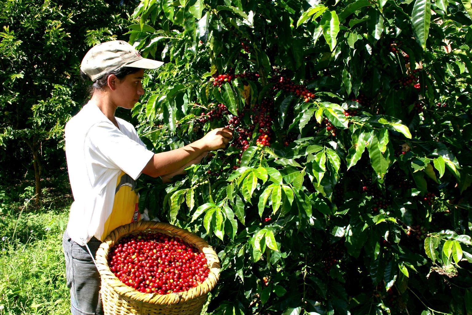 Por cambios en el clima el Eje ya no es tan Cafetero