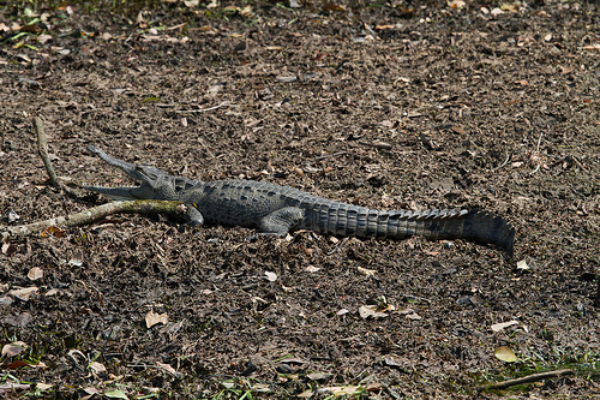 caiman 1 ok
