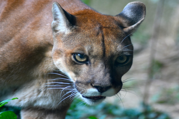 extenso corredor biológico proteger pumas y en la Orinoquía